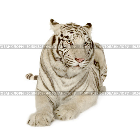 White Tiger (3 years) in front of a white background. Стоковое фото, агентство Ingram Publishing / Фотобанк Лори
