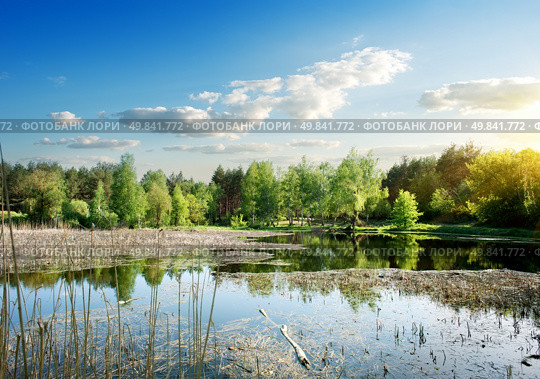 Wide river with duckweed in the forest at sunrise. Стоковое фото, агентство Ingram Publishing / Фотобанк Лори