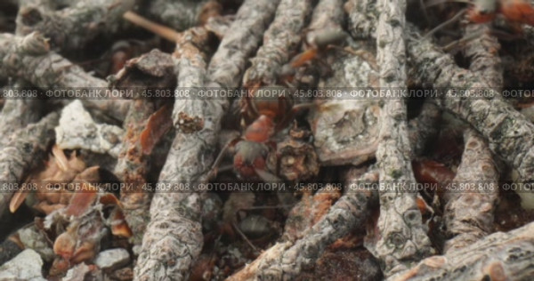 Wild ant hill in the forest super macro close-up shot. Стоковое видео, видеограф Андрей Армягов / Фотобанк Лори