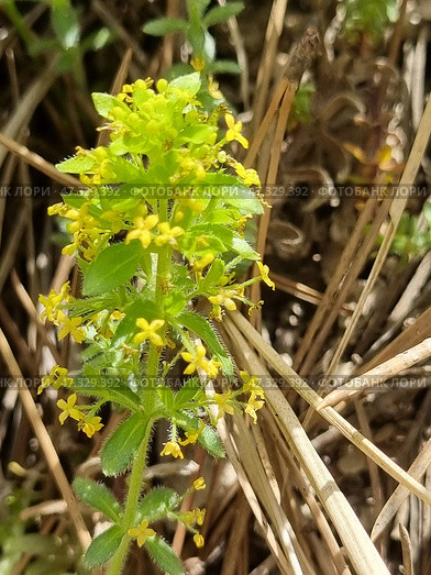 Wild Crimean grass with small yellow flowers. This plant is probably bedstraw (lat. Galium verum), widespread in Crimea. Flowers are collected in dense brushes, each flower is tiny, star-shaped. Leaves are narrow, slightly pubescent, arranged in whorls. The plant is surrounded by dry grass and needles of coniferous trees, which indicates a mountain or forest-steppe landscape. The atmosphere of the photo is sunny, warm, with a feeling of wild, untouched nature. Стоковое фото, фотограф Анна Кривицкая / Фотобанк Лори