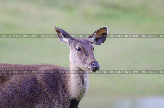 wild dear at natural site Khao Yai National Park, Thailand. Стоковое фото, агентство Ingram Publishing / Фотобанк Лори
