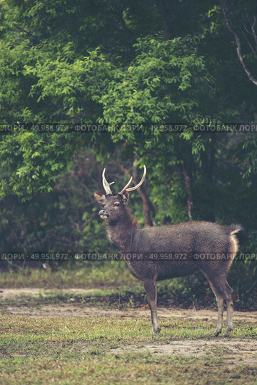 wild deer in forest, Khao Yai National Park, Thailand. Стоковое фото, агентство Ingram Publishing / Фотобанк Лори