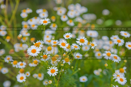 wild group of camomile. Стоковое фото, агентство Ingram Publishing / Фотобанк Лори