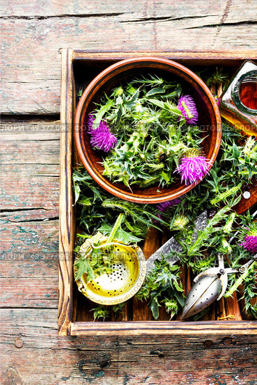 Wild healing herbs thistle in mortar.Herbal medicine.. Onopordum and herbalism.Thistle. Стоковое фото, агентство Ingram Publishing / Фотобанк Лори