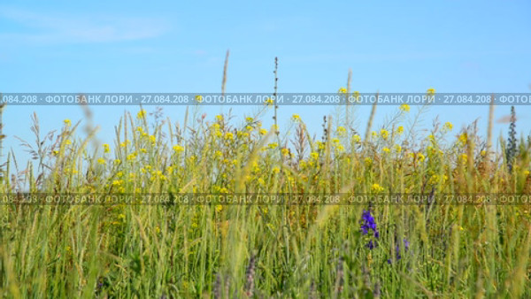 Wild meadow of Central Russia in July. Стоковое видео, видеограф Володина Ольга / Фотобанк Лори