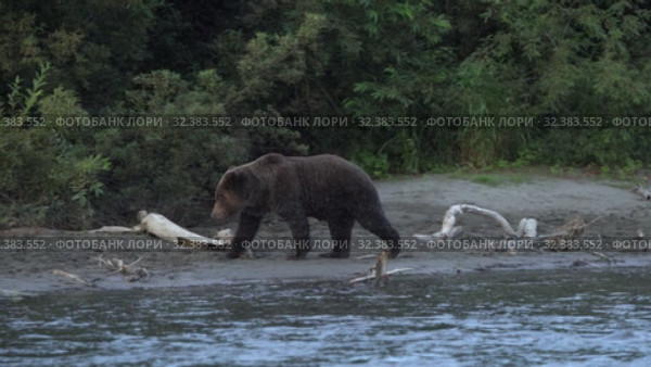 Wild terrible hungry Kamchatka brown bear (Ursus arctos piscator) walking along riverbank, looking around in search of food - red salmon. Стоковое видео, видеограф А. А. Пирагис / Фотобанк Лори