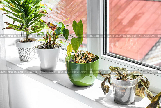 Wilted houseplants on windowsill in room. Стоковое фото, фотограф Pixel_shot / Фотобанк Лори