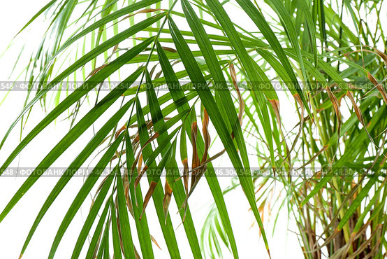 Wilted palm tree on white background, closeup. Стоковое фото, фотограф Pixel_shot / Фотобанк Лори