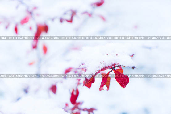 Winter time - frosted landscape with red leaves and fresh snow. Winter landscape with snow. Стоковое фото, агентство Ingram Publishing / Фотобанк Лори