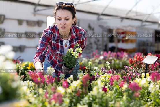 Woman choosing potted flowers conillets (antirrhinum majus) at flower sale in greenhouse. Стоковое фото, фотограф Яков Филимонов / Фотобанк Лори