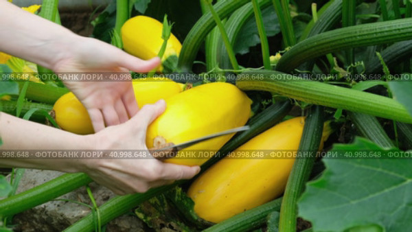 Woman cuts yellow ripe zucchini from the bush. Organic farming. Стоковое видео, видеограф Мария Зубарева / Фотобанк Лори