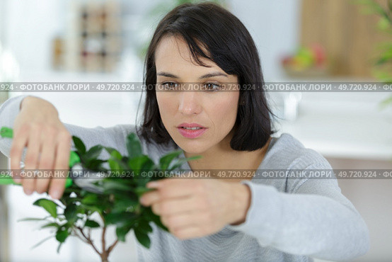 woman during bonsai tree pruning. Стоковое фото, агентство Ingram Publishing / Фотобанк Лори