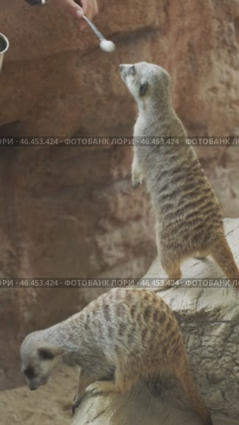 Woman feeding meerkats or suricate. Стоковое видео, видеограф Михаил Коханчиков / Фотобанк Лори
