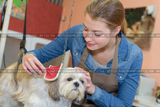 Woman grooming small dog. Стоковое фото, агентство Ingram Publishing / Фотобанк Лори