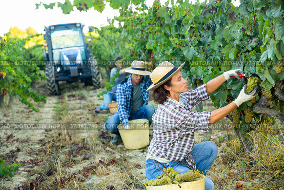 Woman harvesting ripe grapes at vineyard. Стоковое фото, фотограф Яков Филимонов / Фотобанк Лори