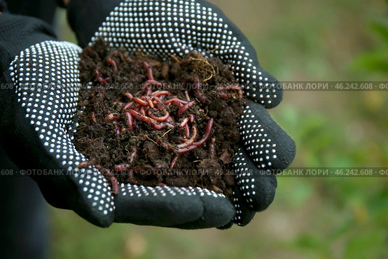 Woman holding worms with soil, closeup. Стоковое фото, фотограф Pixel_shot / Фотобанк Лори