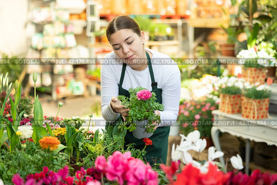 Woman seller holding ranunculus asiatica in flower shop. Стоковое фото, фотограф Яков Филимонов / Фотобанк Лори