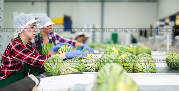 Woman sorting fresh watermelons in factory. Стоковое фото, фотограф Яков Филимонов / Фотобанк Лори