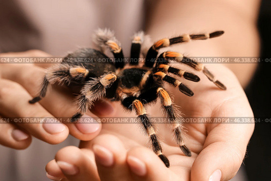 Woman with scary tarantula spider, closeup. Стоковое фото, фотограф Pixel_shot / Фотобанк Лори