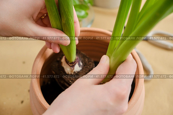 Woman working in home garden, soil for hyacinth flower. Transplanting plants into pots and replacing ground in the living room, diy hobby. Стоковое фото, фотограф Андрей Журавлев / Фотобанк Лори