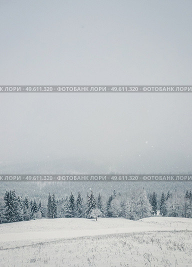 Wonderful winter scene with snow falling. Bukovel ski resort in Ukrainian Carpathians. Snowy forest on the mountain hills. Foggy white woodland view, idyllic snowfall scene. Стоковое фото, агентство Ingram Publishing / Фотобанк Лори