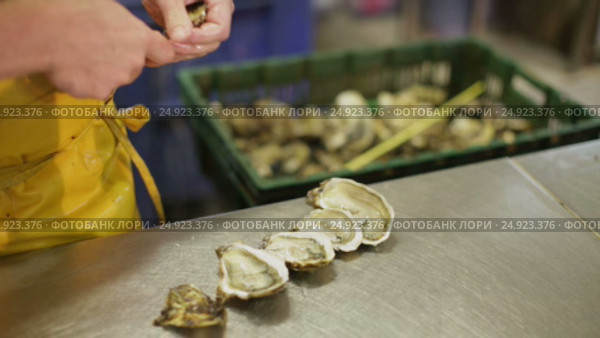 worker opening oysters. Стоковое видео, видеограф Яков Филимонов / Фотобанк Лори