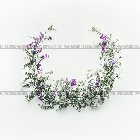 Wreath made of wild purple flowers with leaves on white background. Summer concept. Flat lay, top view. Floral design and flowers arrangement . Mouse pea. Vetch multicolor (Vicia cracca) Стоковое фото, агентство Ingram Publishing / Фотобанк Лори
