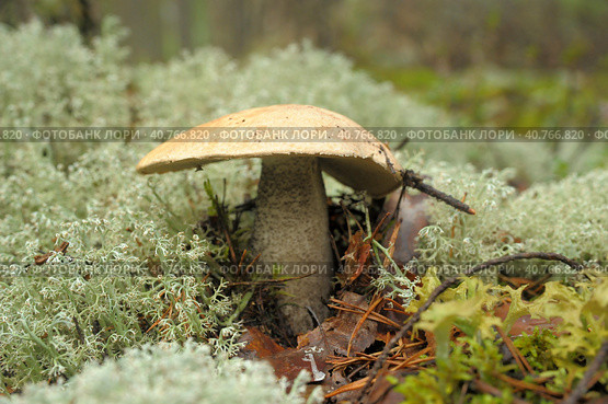 Xerocomus fungi - wild forest mushroom. Стоковое фото, фотограф Анна Кривицкая / Фотобанк Лори