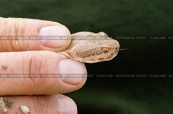 Ядовитая змея - гремучник зеленый( Crotalus viridis lutosus) с высунутым язычком в руках человека (2015 год). Стоковое фото, фотограф Ирина Кожемякина / Фотобанк Лори