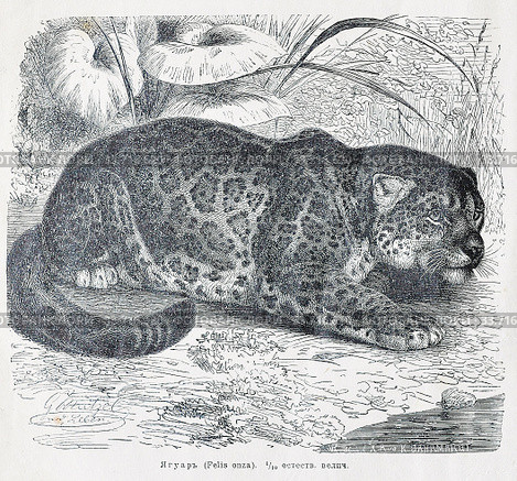 Ягуаръ (Felis onza) - рисунок из книги А. Брэма "Жизнь животных" 1896г. Стоковая иллюстрация, иллюстратор Вера Смолянинова / Фотобанк Лори