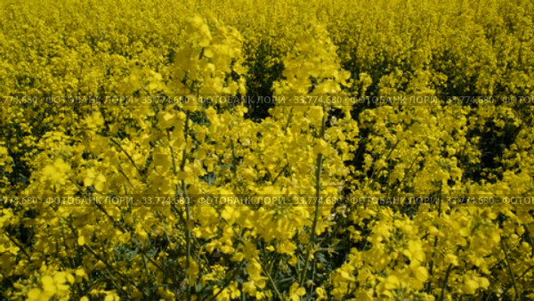 Яркий желтый цветущий рапс (Brassica napus L.) Стоковое видео, видеограф Ирина Борсученко / Фотобанк Лори