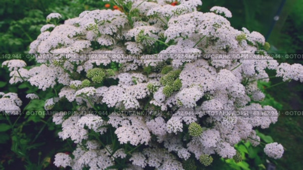 Yarrow drug, growing in the open air. A plant used in medicine, cooking and horticulture. Small blooming flowers. Стоковое видео, видеограф Дмитрий Кобзев / Фотобанк Лори