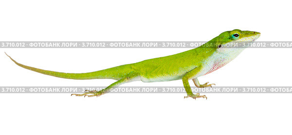 Ящерица   Каролинский или красногорлый анолис (Anolis carolinensis carolinensis) Стоковое фото, фотограф Ирина Кожемякина / Фотобанк Лори