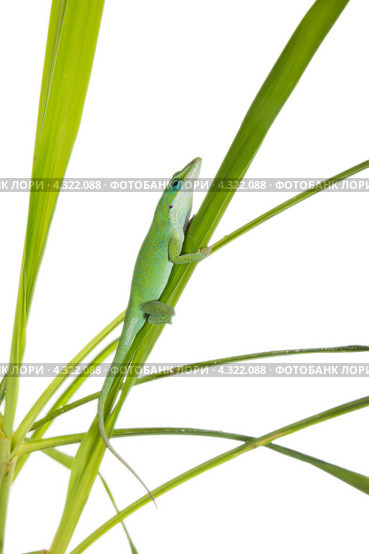 Ящерица на зеленой траве. Каролинский или красногорлый анолис (Anolis carolinensis carolinensis) Стоковое фото, фотограф Ирина Кожемякина / Фотобанк Лори