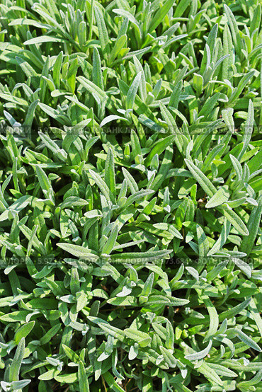 Ясколка Биберштейна (Cerastium biebersteinii). Вид сверху. Стоковое фото, фотограф Евгений Мухортов / Фотобанк Лори