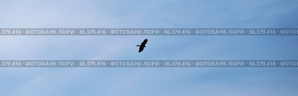Ястреб в небе. Полет. Стоковое фото, фотограф Анатолий Матвейчук / Фотобанк Лори