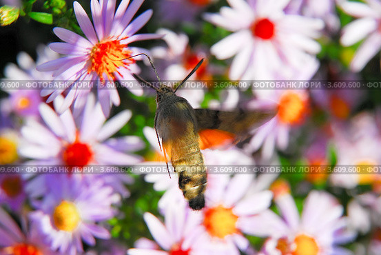 Языкан обыкновенный (Macroglossum stellatarum) собирает нектар с астры новобельгийской или виргинской (Symphyotrichum novi-belgii) Стоковое фото, фотограф Алёшина Оксана / Фотобанк Лори