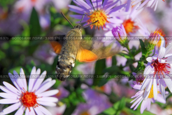 Языкан обыкновенный (Macroglossum stellatarum) собирает нектар с астры новобельгийской или виргинской (Symphyotrichum novi-belgii) Стоковое фото, фотограф Алёшина Оксана / Фотобанк Лори