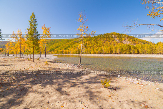 Yellow, autumn trees on the banks of a dry river. Стоковое фото, фотограф Виталий Веревкин / Фотобанк Лори