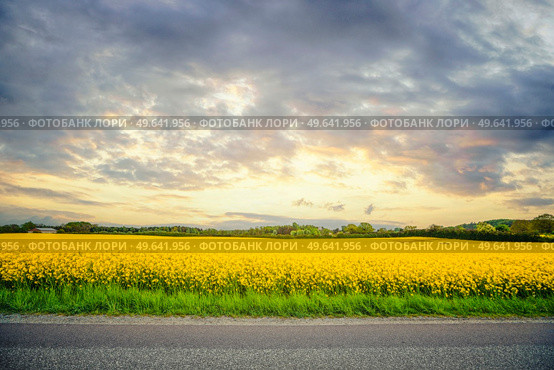 Yellow canola field in the sunset with an asphalt road crossing horizontal. Стоковое фото, агентство Ingram Publishing / Фотобанк Лори
