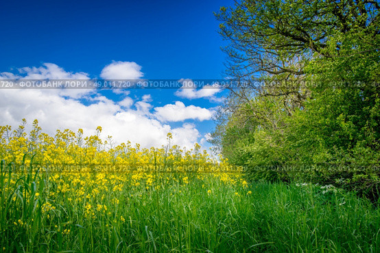 Yellow canola flowers on a green meadow. Стоковое фото, агентство Ingram Publishing / Фотобанк Лори