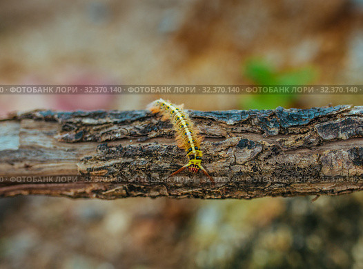 Yellow Caterpillar butterfly Myriapoda diplopoda arthropoda tracheata wild insect bug life. Стоковое фото, фотограф Aleksejs Bergmanis / Фотобанк Лори