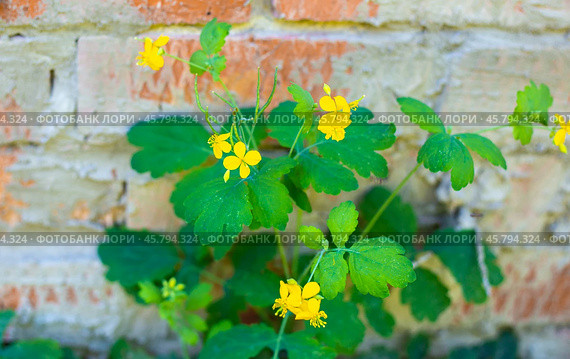 Yellow flower of celandine plant near brick wall. Medicinal herb with bactericidal and fungicidal action. Стоковое фото, фотограф Коханова Наталья / Фотобанк Лори