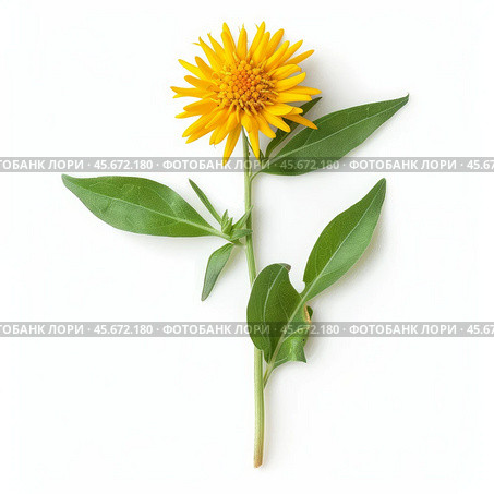 Yellow flower of false sunflower showing stem and leaves on white background. Стоковое AI-изображение, AI-художник Иван Рябоконь / Фотобанк Лори