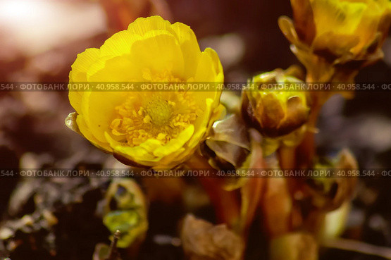 Yellow flowers of Adonis amurensis close up. Medicinal plant. Selective focus. Стоковое фото, фотограф Алексей Игнатов / Фотобанк Лори