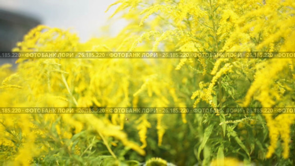 Yellow flowers on a spring meadow. Стоковое видео, видеограф Happy Letters / Фотобанк Лори