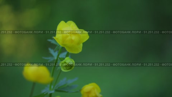 Yellow globeflowers bloom closeup in the soft evening light. Стоковое видео, видеограф Степанов Григорий / Фотобанк Лори