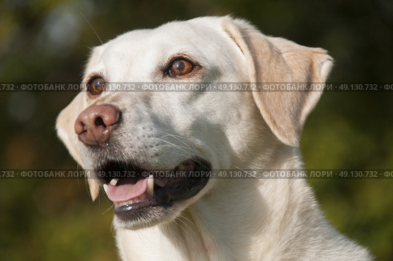 Yellow Labrador Portrait. Стоковое фото, агентство Ingram Publishing / Фотобанк Лори