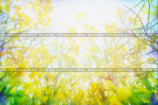 Yellow rape flowers in sunlight, blurred nature background, close up. Стоковое фото, агентство Ingram Publishing / Фотобанк Лори