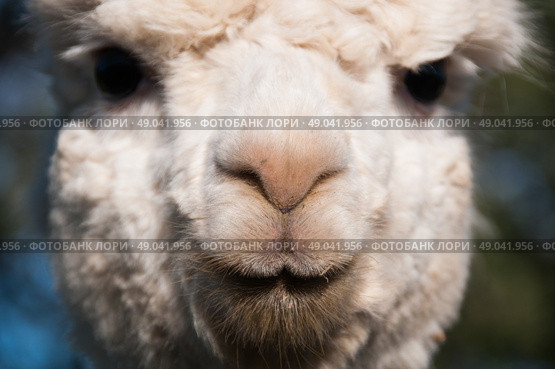 Young alpaca portrait. Стоковое фото, агентство Ingram Publishing / Фотобанк Лори